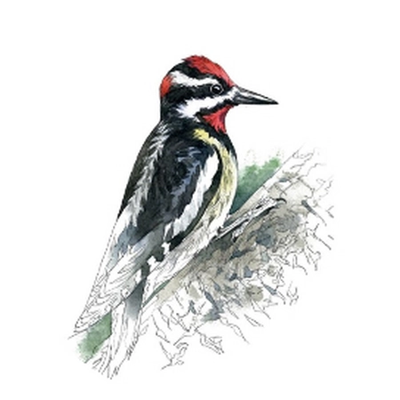 卖我这套房子,置业顾问能挣多少钱